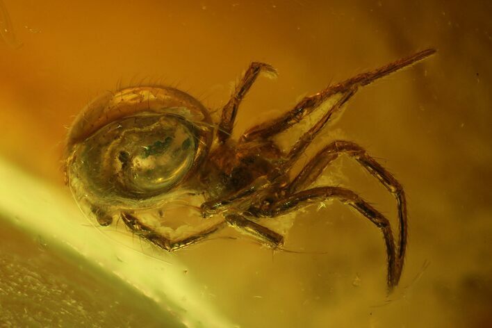 Detailed Fossil Spider (Araneae) In Baltic Amber #128283